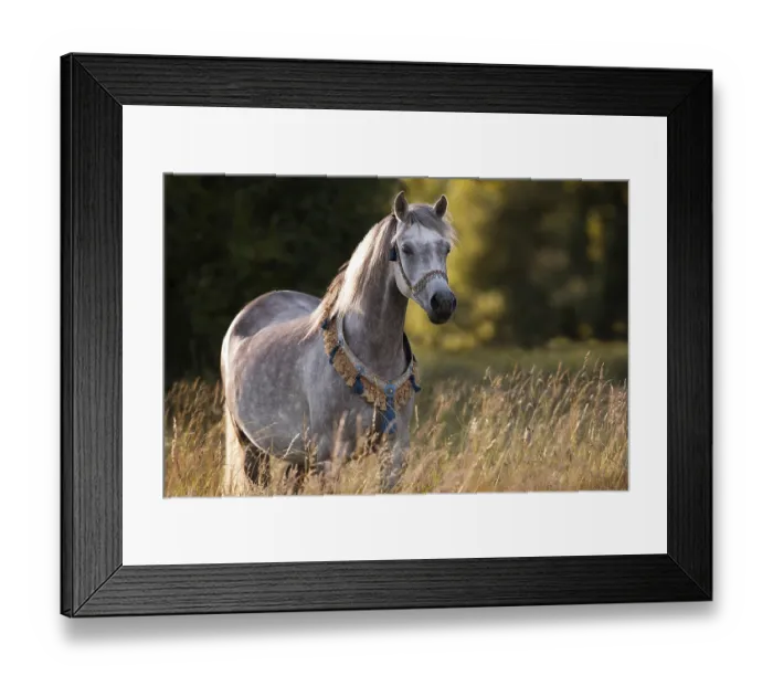 Framed Print : Thoroughbred Arabian mare with traditional halter and chest ornament in portrait