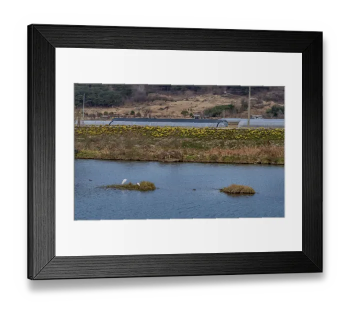 Framed Print : Two great egrets hunting forfish on island in middle of river