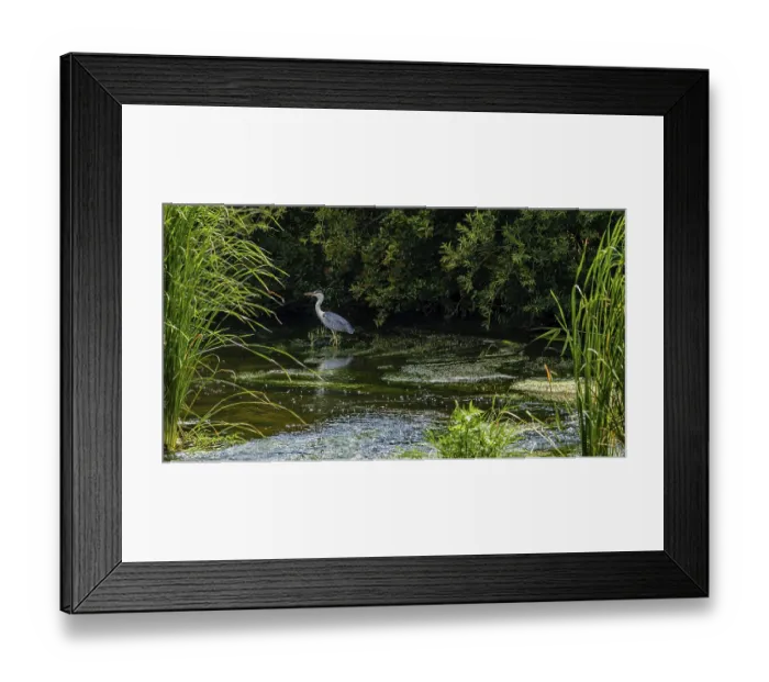 Framed Print : Little blue heron standing in a shallow river with green foliage in the background