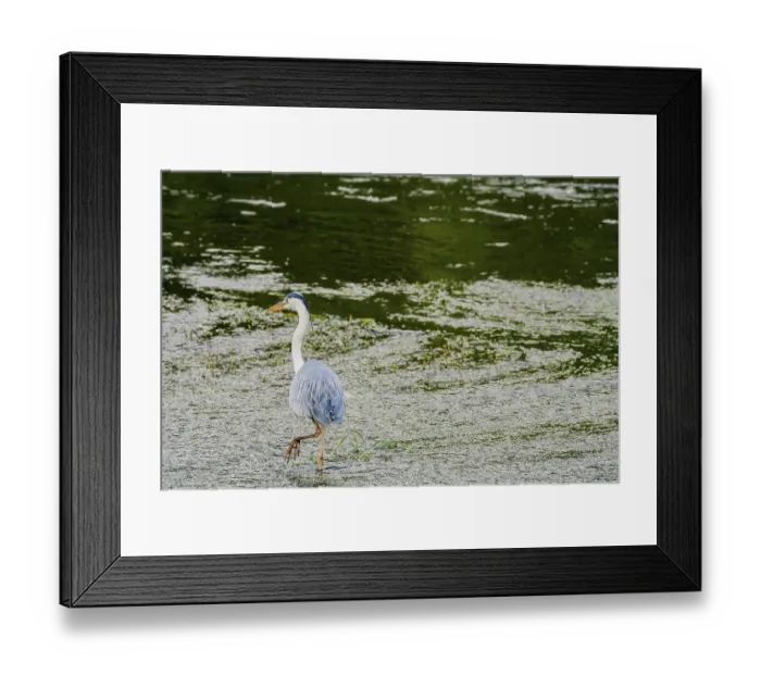 Framed Print : Little blue heron standing on a pebbled sandbar in a shallow river hunting for food