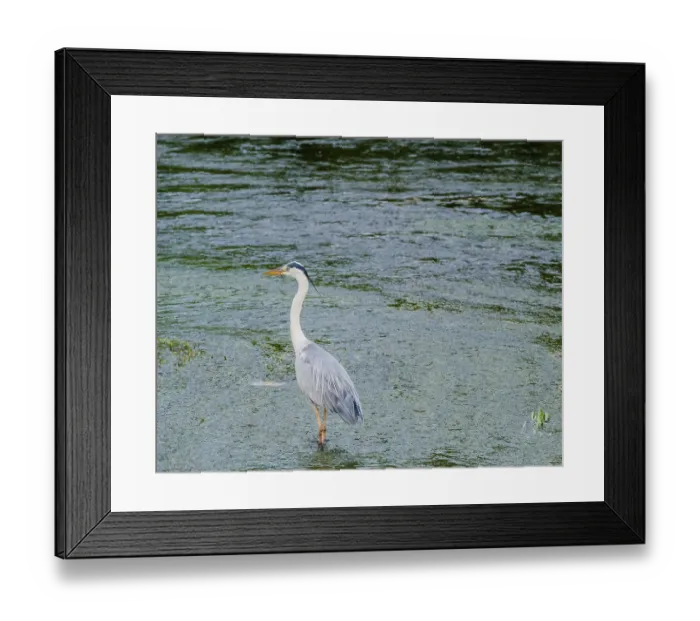Framed Print : Little blue heron standing on a pebbled sandbar in a shallow river hunting for food Framed Print : Little blue heron standing on a pebbled sandbar in a shallow river hunting for food