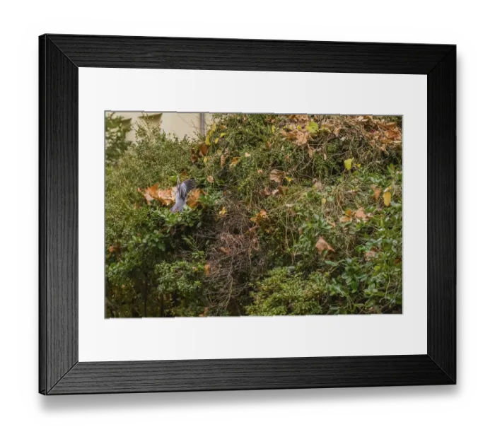 Framed Print : Back view of oriental turtledove landing on cotoneaster berry bush Framed Print : Back view of oriental turtledove landing on cotoneaster berry bush