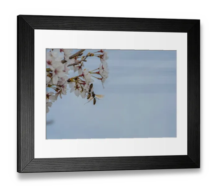 Framed Print : Beetle, wasp and bee all trying to occupy delicate cherry blossom flower at the same time