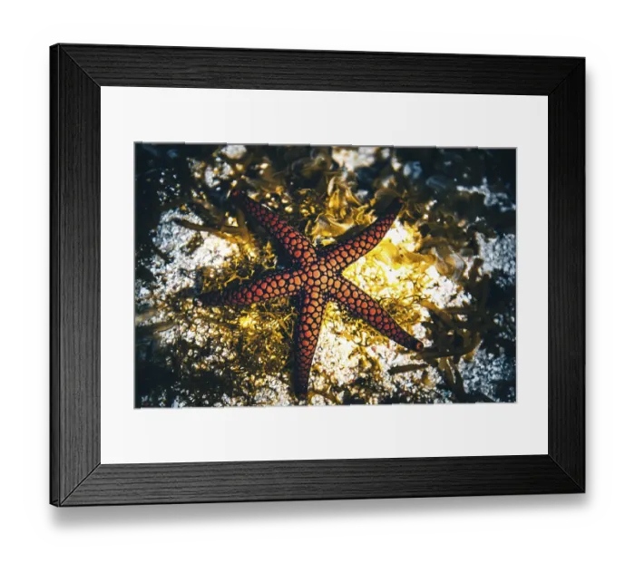 Framed Print : Red, Black starfish in water, Mauritius Framed Print : Red, Black starfish in water, Mauritius