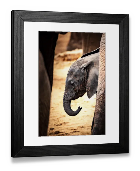 Framed Print : African elephant (Loxodonta africana) baby or calf zooming in the legs of its herd