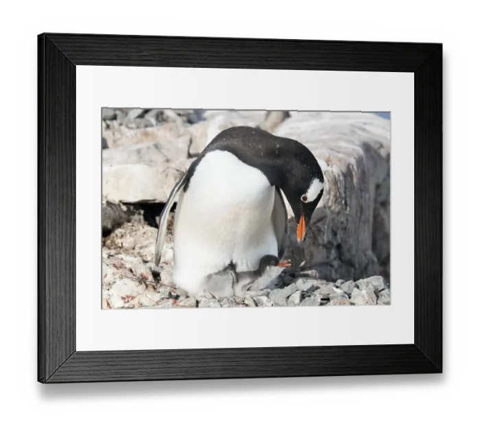 Framed Print : Gentoo Penguin (Pygoscelis papua) Framed Print : Gentoo Penguin (Pygoscelis papua)