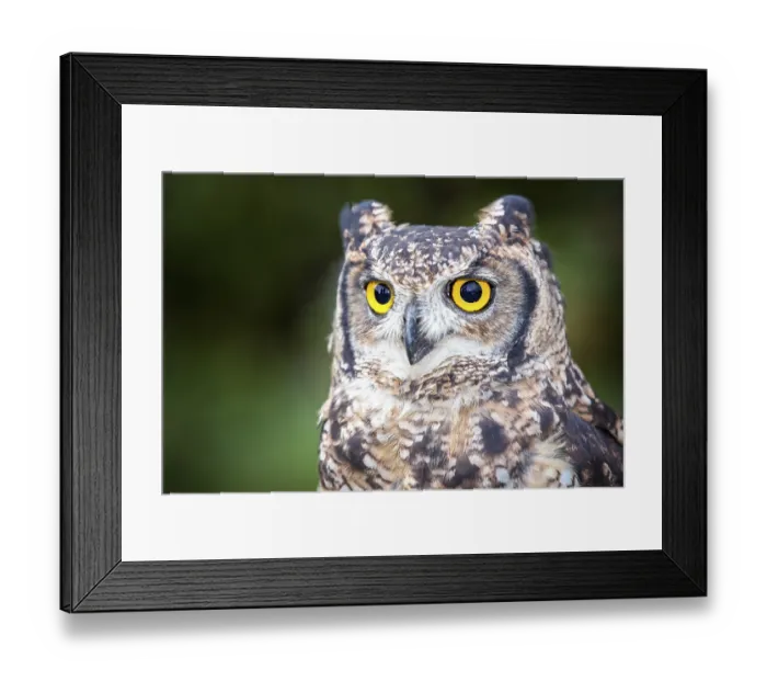 Framed Print : Spotted Eagle-owl (Bubo africanus)