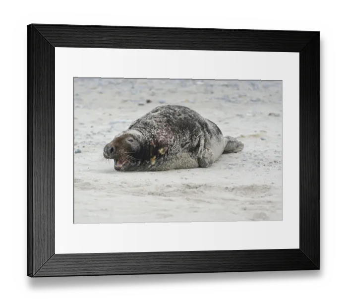 Framed Print : Grey Seal (Halichoerus grypus) Framed Print : Grey Seal (Halichoerus grypus)