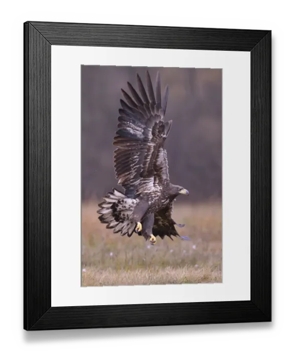Framed Print : White-tailed Eagle (Haliaeetus albicilla) in flight in an autumn landscape Framed Print : White-tailed Eagle (Haliaeetus albicilla) in flight in an autumn landscape