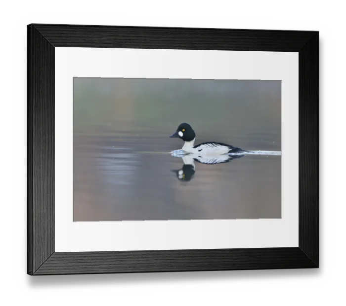 Framed Print : Common Goldeneye (Bucephala clangula)