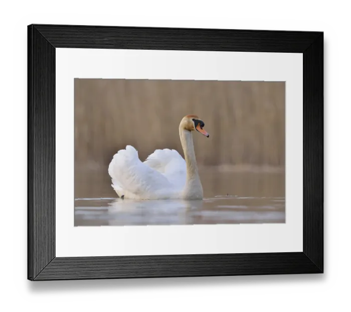 Framed Print : Mute swan (Cygnus olor) on a lake
