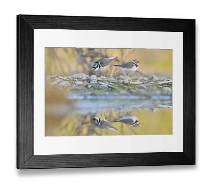 Framed Print : Little ringed plovers (Charadrius dubius)