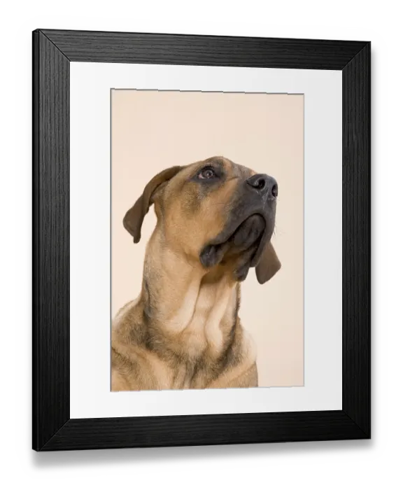 Framed Print : Buster-mastiff mix