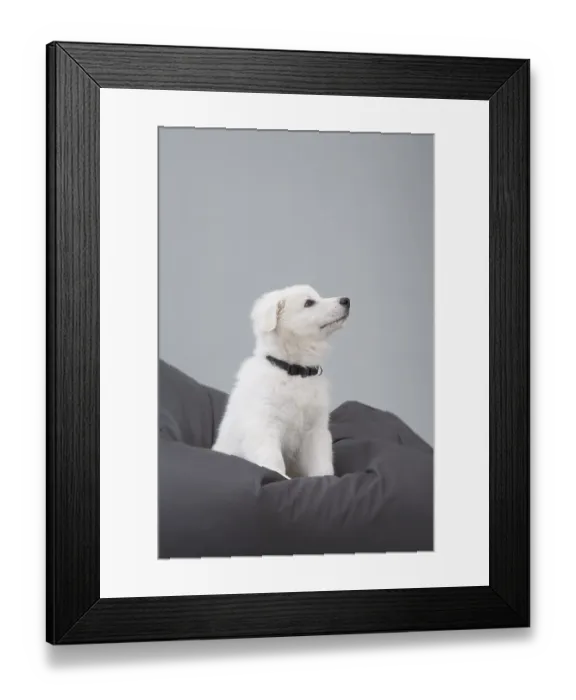 Framed Print : Sitting white Alsation puppy
