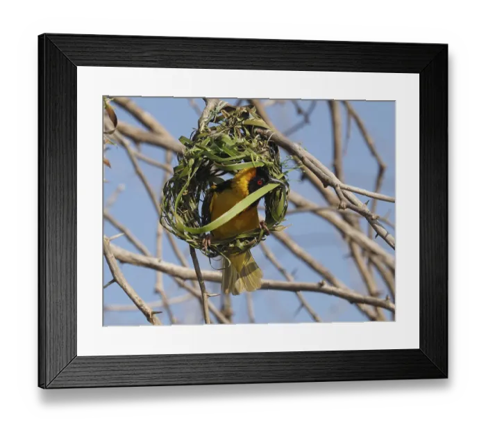 Framed Print : Southern Masked Weaver (Ploceus velatus) builds a nest of grass stalks