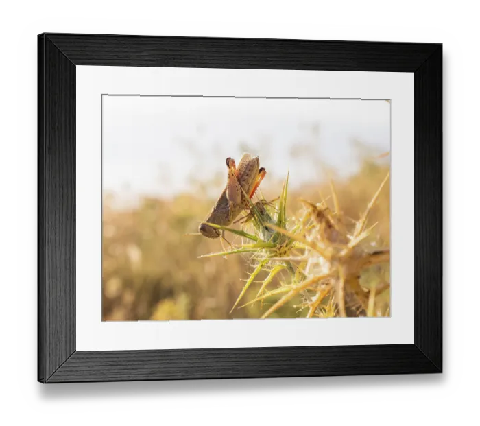 Framed Print : Grasshopper, Lopar, Rab Island, Croatia
