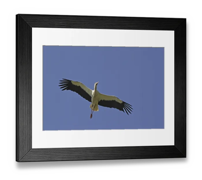 Framed Print : White Stork (ciconia ciconia), Adult in flight