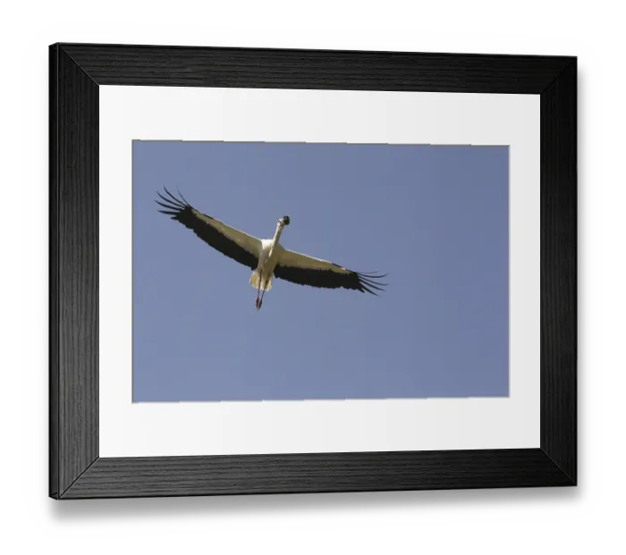 Framed Print : White Stork (ciconia ciconia), Adult in flight