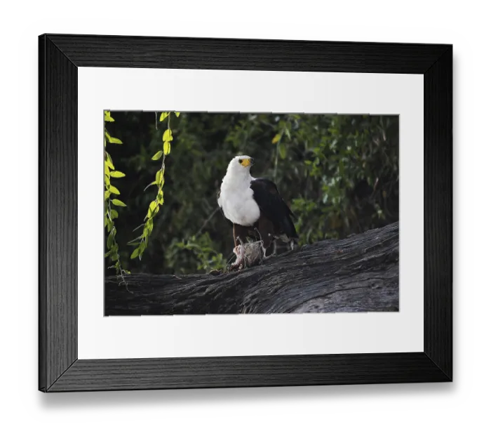 Framed Print : African Fish-Eagle (haliaeetus vocifer) Framed Print : African Fish-Eagle (haliaeetus vocifer)