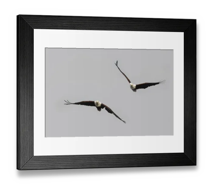 Framed Print : African Fish-Eagle (haliaeetus vocifer)