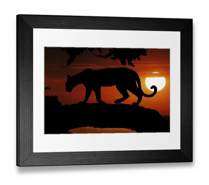 Framed Print : Leopard (panthera pardus), Silhouette in a Tree at Sunset