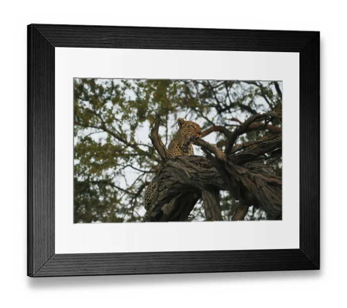 Framed Print : Leopard (panthera pardus), Adult standing in Tree Framed Print : Leopard (panthera pardus), Adult standing in Tree