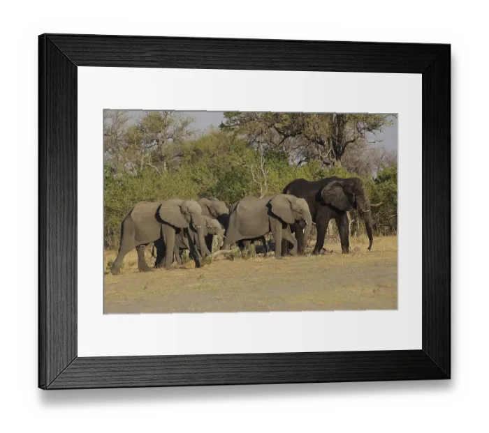 Framed Print : African Elephant (loxodonta africana)