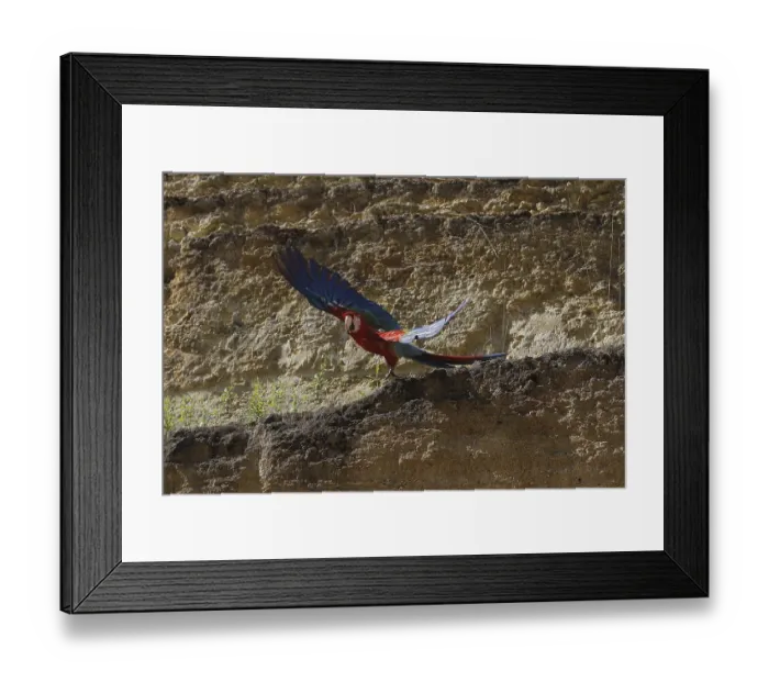 Framed Print : Red-and-Green Macaw (ara chloroptera) Framed Print : Red-and-Green Macaw (ara chloroptera)