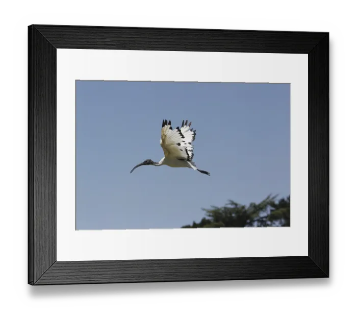 Framed Print : Sacred Ibis, threskiornis aethiopica