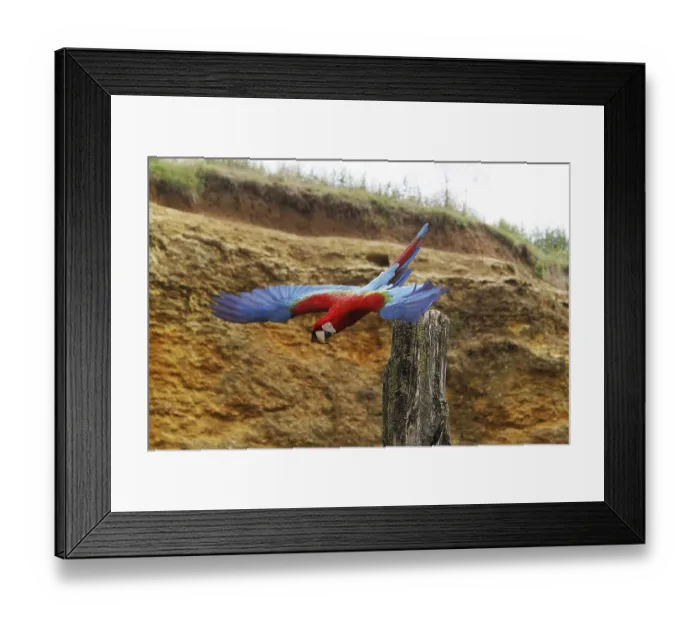 Framed Print : Red-and-Green Macaw (ara chloroptera)