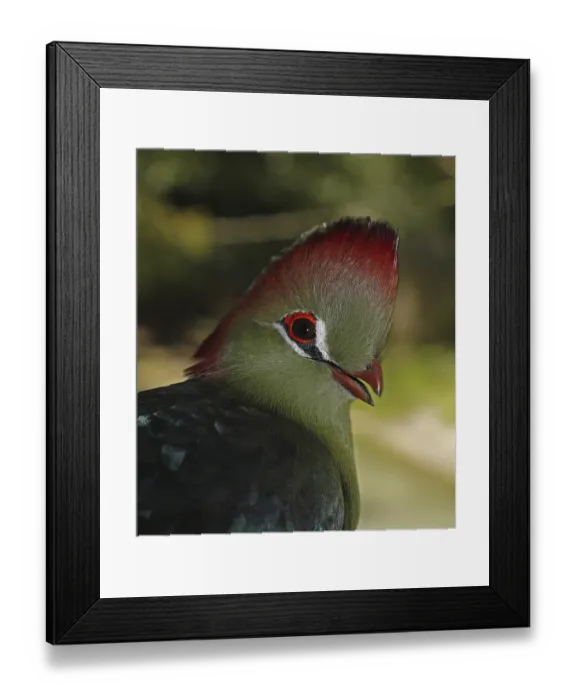 Framed Print : Fischer's Turaco, tauraco corythaix fischeri Framed Print : Fischer's Turaco, tauraco corythaix fischeri