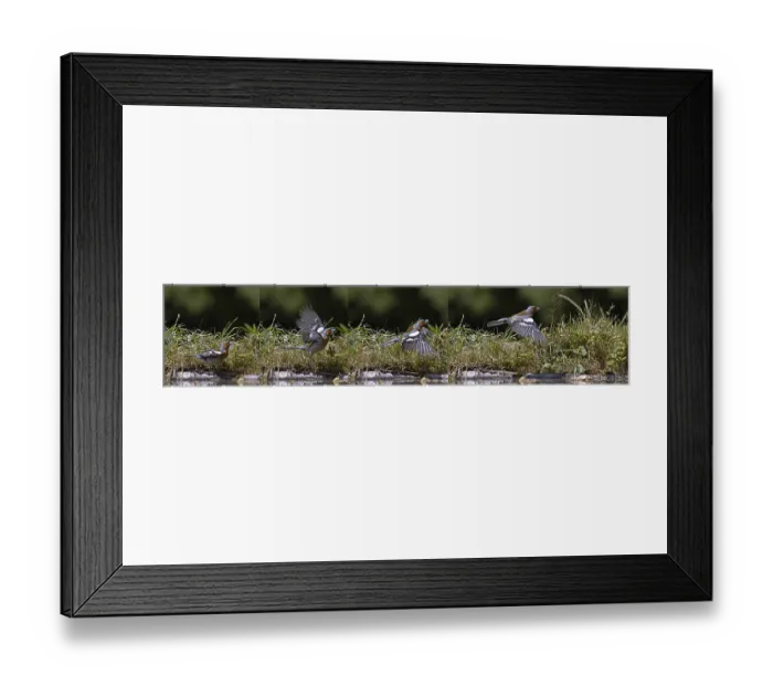 Framed Print : Wood Pigeon (columba palumbus)