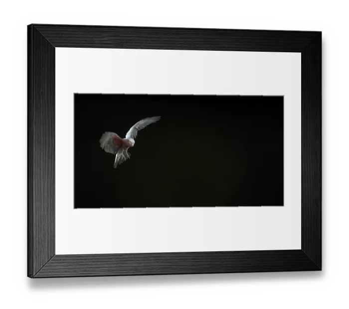 Framed Print : Galah (eolophus roseicapilla), Adult in Flight against Black Background