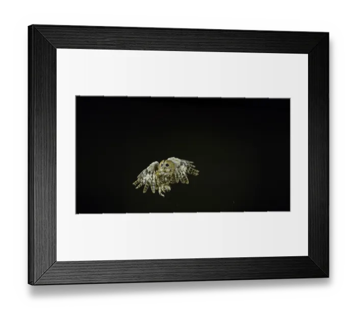 Framed Print : Eurasian Tawny Owl (strix aluco)