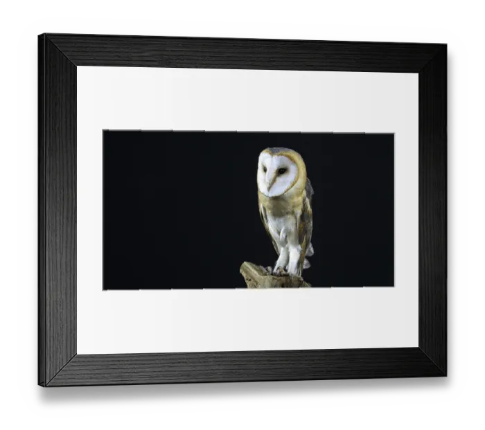 Framed Print : Barn Owl (tyto alba), Adult against Black Background