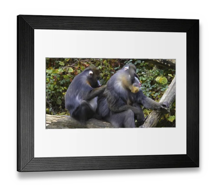Framed Print : Mandrill (mandrillus sphinx), Pair Grooming