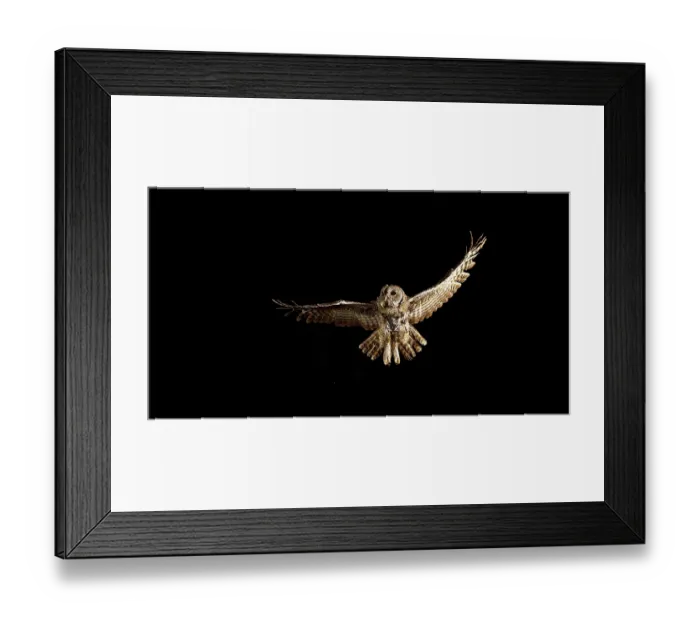 Framed Print : Eurasian Tawny Owl (strix aluco)