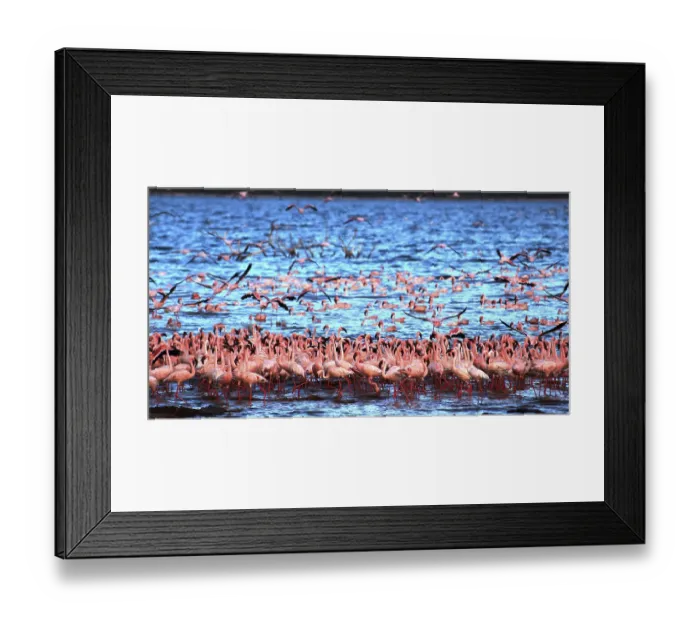Framed Print : Lesser Flamingo (phoenicopterus minor) Framed Print : Lesser Flamingo (phoenicopterus minor)