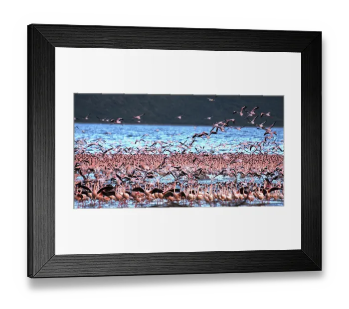 Framed Print : Lesser Flamingo (phoenicopterus minor)