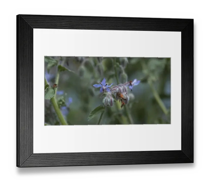 Framed Print : European Honey Bee (apis mellifera)