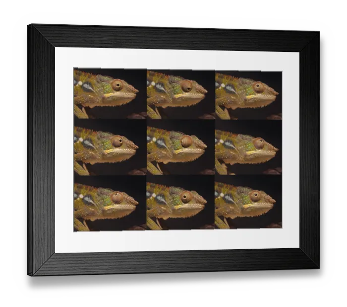 Framed Print : Panther Chameleon (furcifer pardalis)