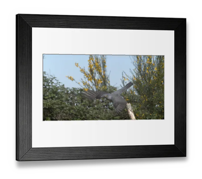 Framed Print : Common Cuckoo (cuculus canorus) Framed Print : Common Cuckoo (cuculus canorus)