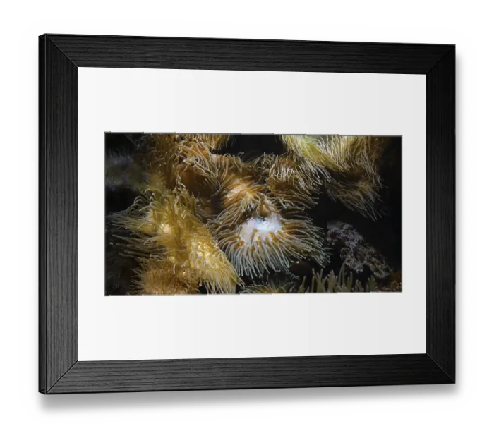 Framed Print : Sea Anemone, Sea Anemone, Sea Anemone