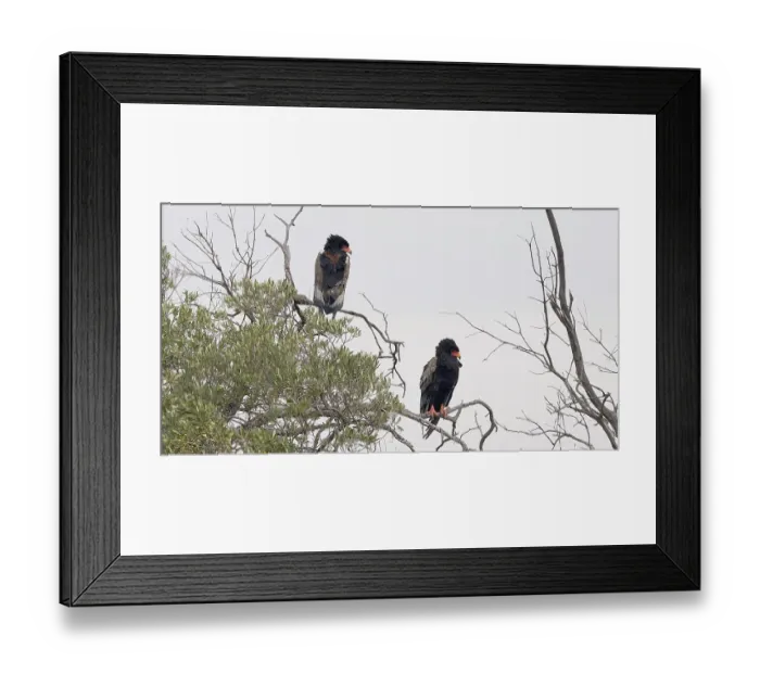 Framed Print : Bateleur Eagle (terathopius ecaudatus)
