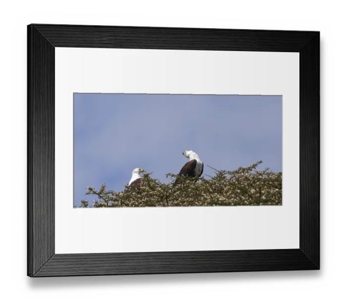 Framed Print : African Fish-Eagle (haliaeetus vocifer)