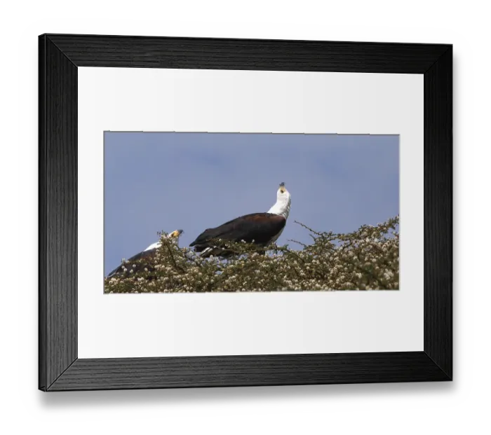 Framed Print : African Fish-Eagle (haliaeetus vocifer)