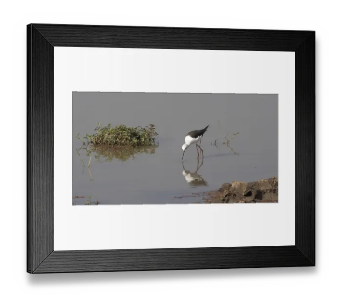 Framed Print : Black-Winged Stilt (himantopus himantopus)