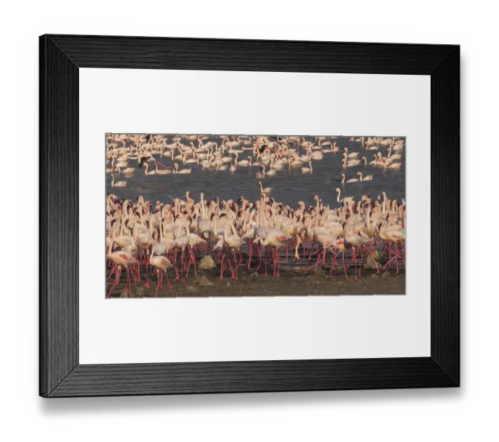 Framed Print : Lesser Flamingo (phoenicopterus minor)