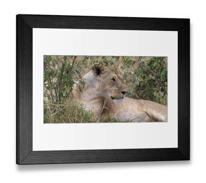 Framed Print : African Lion (panthera leo), Female laying in the Bush