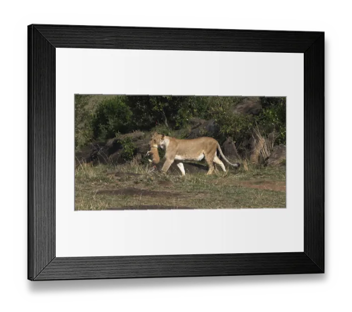 Framed Print : African Lion (panthera leo), Mother carrying Cub in its Mouth